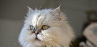 Southern Utah Adoptable Pets Guide