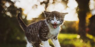 Southern Utah Adoptable Pets Guide