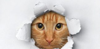 Southern Utah Adoptable Pets Guide – October 7, 2021