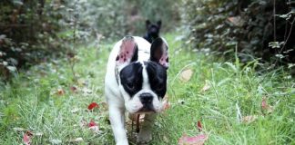 Southern Utah Adoptable Pets Guide – October 24, 2021