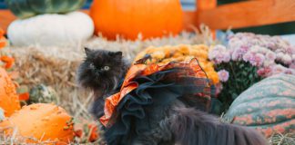 Southern Utah Adoptable Pets Guide – October 29, 2021