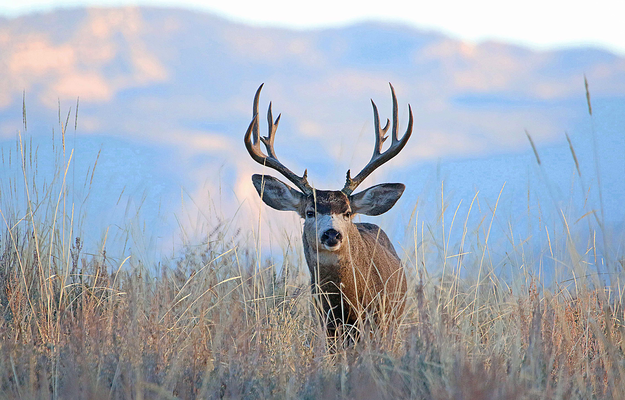 sportsman permit