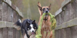 Southern Utah Adoptable Pets Guide – November 6, 2021