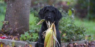 Southern Utah Adoptable Pets Guide – November 13, 2021