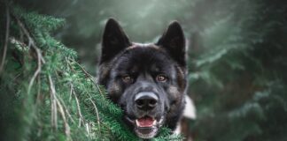 Southern Utah Adoptable Pets Guide – November 27, 2021