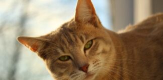 Southern Utah Adoptable Pets Guide – November 19, 2021