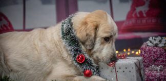 Southern Utah Adoptable Pets Guide – December 17, 2021