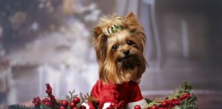 Southern Utah Adoptable Pets Guide – December 3, 2021