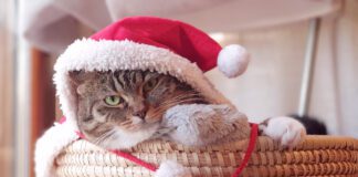 Southern Utah Adoptable Pets Guide – December 10, 2021