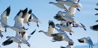 Watch The Sky Turn White February 25th & 26th, 2022 Snow Goose Festival