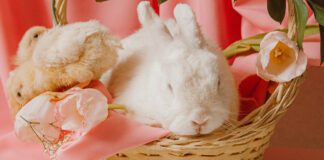 Southern Utah Adoptable Pets Guide – April 15, 2022