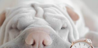 Southern Utah Adoptable Pets Guide – April 23, 2022