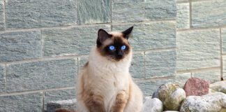 Southern Utah Adoptable Pets Guide