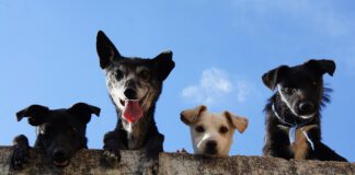 Southern Utah Adoptable Pets Guide – May 6, 2022