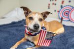 Protect Your Pets This July 4th With Safety Tips From Best Friends Animal Society Pets July 4th