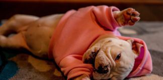 Southern Utah Adoptable Pets Guide – August 7, 2022