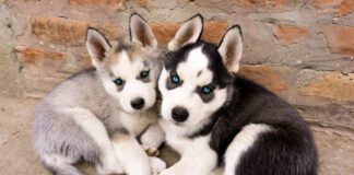 Southern Utah Adoptable Pets Guide – August 12, 2022