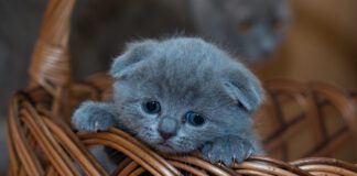 Southern Utah Adoptable Pets Guide – September 11, 2022