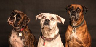 Southern Utah Adoptable Pets Guide – September 16, 2022