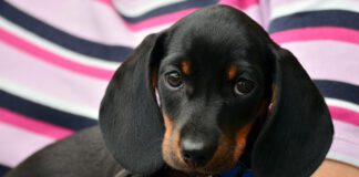 Southern Utah Adoptable Pets Guide – September 2, 2022