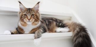 Southern Utah Adoptable Pets Guide – October 2, 2022