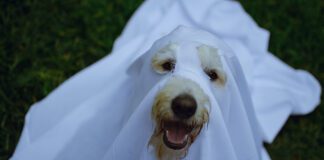 Southern Utah Adoptable Pets Guide