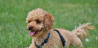 Southern Utah Adoptable Pets Guide – October 9, 2022