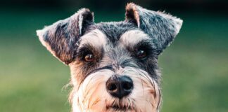 Southern Utah Adoptable Pets Guide – November 18, 2022