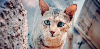 Southern Utah Adoptable Pets Guide