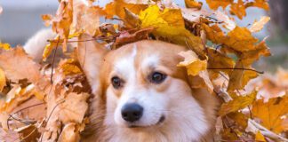 Southern Utah Adoptable Pets Guide