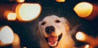Southern Utah Adoptable Pets Guide