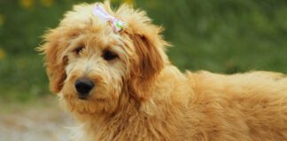 Southern Utah Adoptable Pets Guide