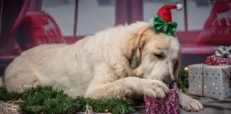 Southern Utah Adoptable Pets Guide