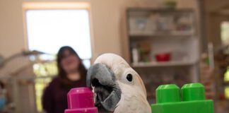 Best Friends Animal Society – New Year, New…Bird? National Bird Day