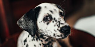 Southern Utah Adoptable Pets Guide
