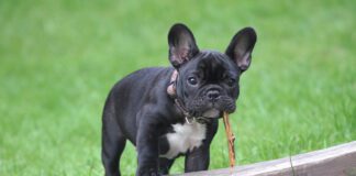 Southern Utah Adoptable Pets Guide – January 22, 2023