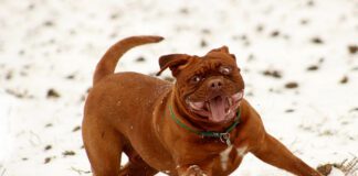 Southern Utah Adoptable Pets Guide