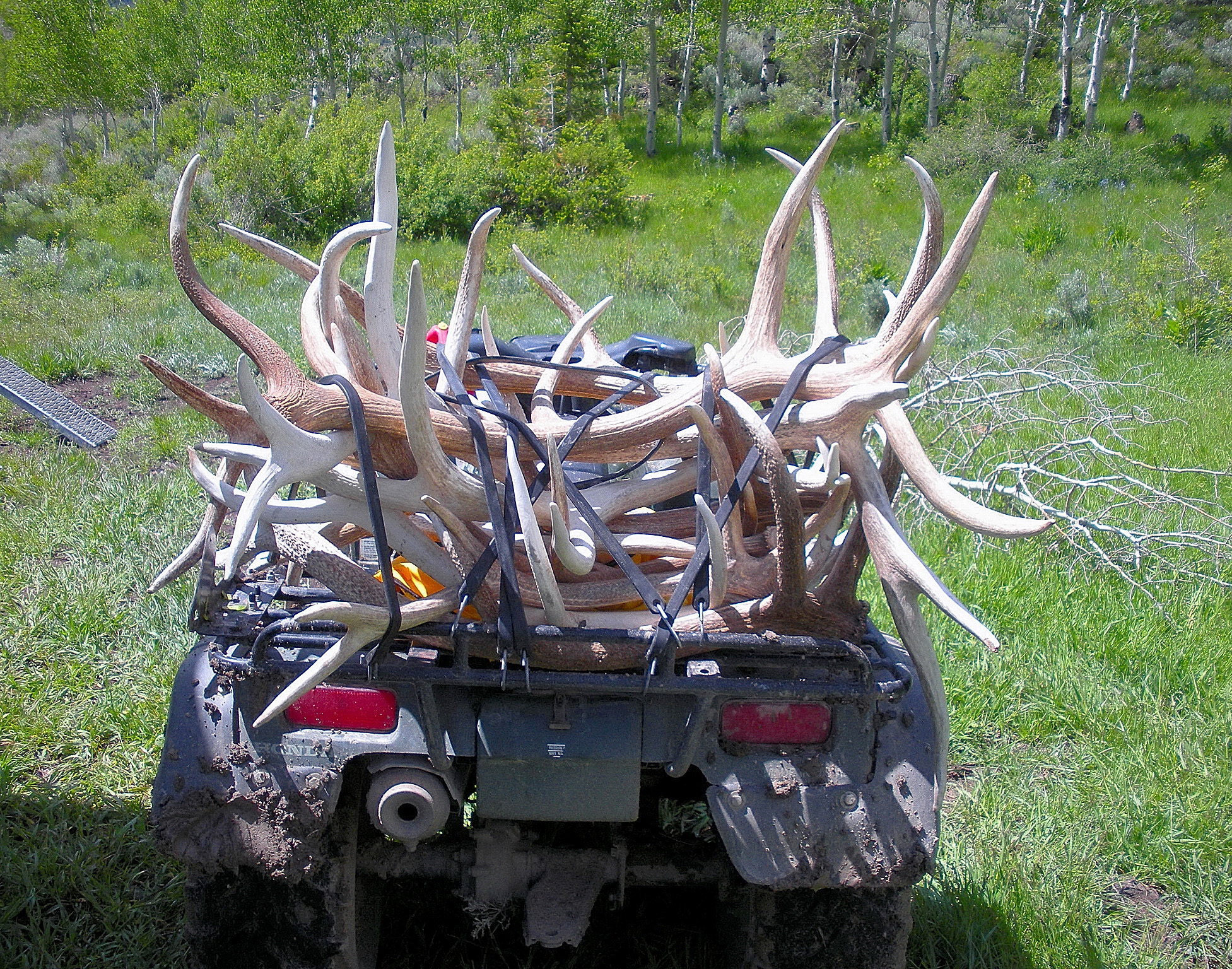 Shed Antlers