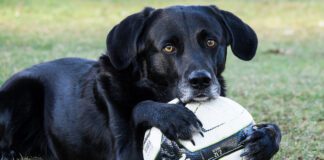 Southern Utah Adoptable Pets Guide – February 10, 2023