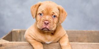 Southern Utah Adoptable Pets Guide