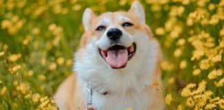 Southern Utah Adoptable Pets Guide