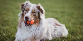 Southern Utah Adoptable Pets Guide