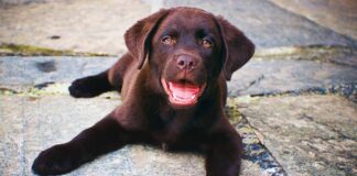 Southern Utah Adoptable Pets Guide