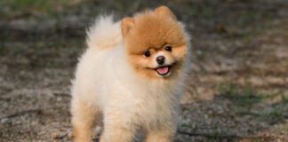 Southern Utah Adoptable Pets Guide