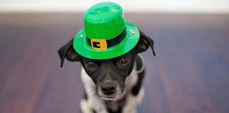 Southern Utah Adoptable Pets Guide