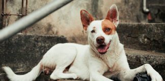 Southern Utah Adoptable Pets Guide