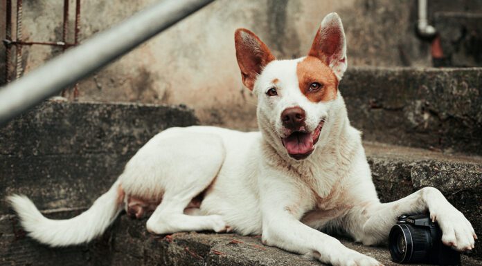 Southern Utah Adoptable Pets Guide