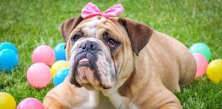 Southern Utah Adoptable Pets Guide