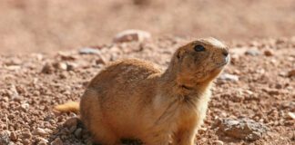 Burrow on over to Bryce Canyon for Utah Prairie Dog Day Prairie Dog Day