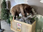 Hardware Wildlife Education Center Opening In May With New ‘Bear Aware’ Exhibit Bear Aware